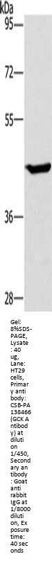GCK Antibody