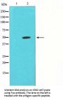 FOS Antibody