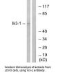 CABLES1 Antibody