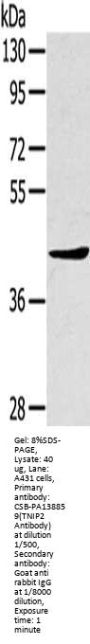 TNIP2 Antibody