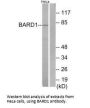 BARD1 Antibody