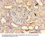 AQP3 Antibody