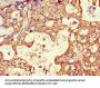 AQP3 Antibody