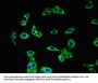 AQP3 Antibody