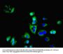 AQP3 Antibody
