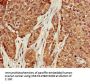KRAS Antibody