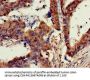 KRAS Antibody