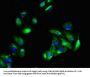 KRAS Antibody