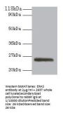 ERAS Antibody