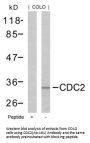 CDK1 (Ab-161) Antibody