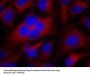 CDK1 (Ab-161) Antibody