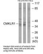 CMKLR1 Antibody
