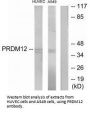 PRDM12 Antibody