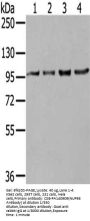 NUP98 Antibody