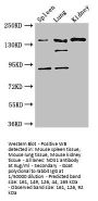 NOS1 Antibody