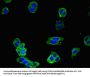 NOS1 Antibody