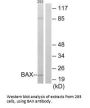 BAX Antibody