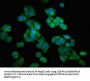 HMMR Antibody