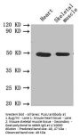 PLAU Antibody