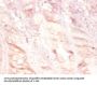 PLAU Antibody