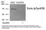 Phospho-EZR (Tyr478) Antibody