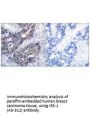 IRS1 (Ab-312) Antibody