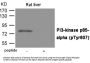 Phospho-PIK3R1 (Tyr607) Antibody