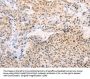 MAP3K12 Antibody