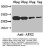 APX2 Antibody