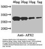 APX2 Antibody