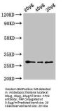 APX2 Antibody, HRP conjugated