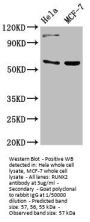 RUNX2 Antibody