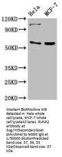 RUNX2 Antibody