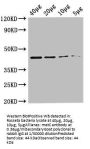 metC Antibody, Biotin conjugated