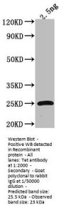 Tet Antibody