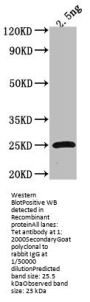Tet Antibody