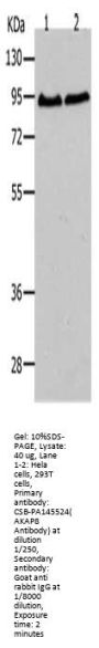 AKAP8 Antibody