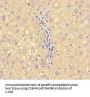 A2M Antibody