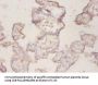 CP Antibody