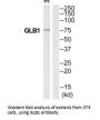 GLB1 Antibody