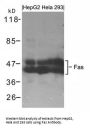 FAS Antibody