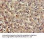 HPX Antibody
