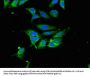 HPX Antibody