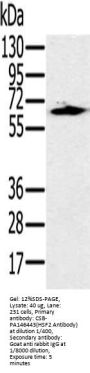HSF2 Antibody