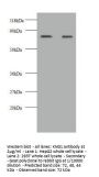 KNG1 Antibody
