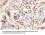 KNG1 Antibody