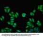 KNG1 Antibody