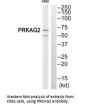 PRKAG2 Antibody