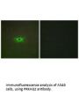 PRKAG2 Antibody