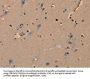Rabbit anti-human KLK14 polyclonal antibody